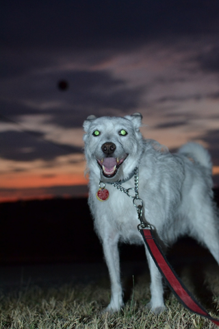 Illustration for article titled Oppo Was Light On Dog Photos Tonight So I Went Outside and Took Some...